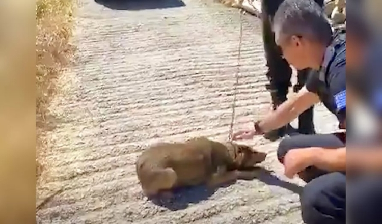 Hund som tillbringade hela sitt liv på en kedja kan nu bara gå i cirklar