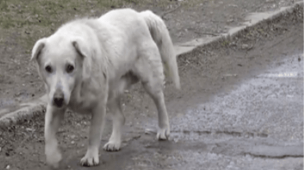 Hunden lämnade hjärtat efter att ha återförenats med ägaren som inte ville ha honom längre