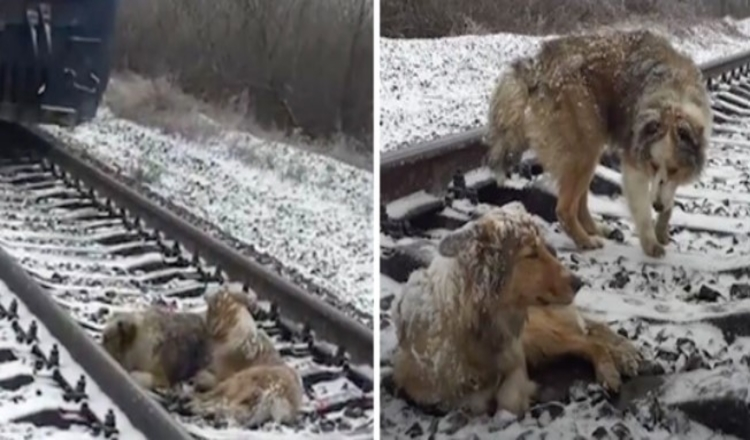 Skadad hund fast i järnvägsspåret i 2 dagar skyddad av lojal bror som vägrade lämna