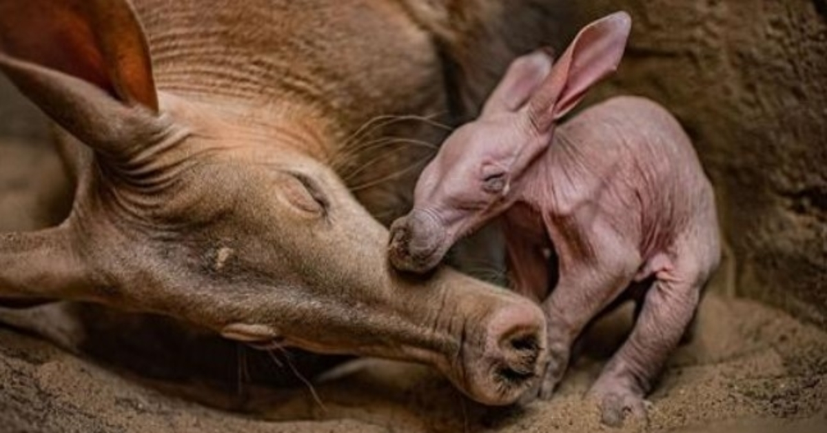 Chester Zoo “överlycklig” när den firar födelsen av sin första jordvark någonsin