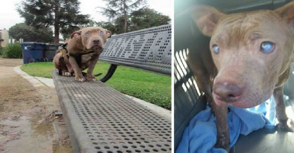 Blind Pitbull övergiven på parkbänk efter att ha fött barn får äntligen den kärlek hon förtjänar