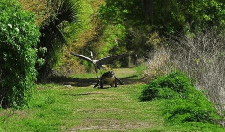 Det är min bebis! Uppnosig häger jagas av upprörd alligatormamma efter att den svepte en unge från sitt bo