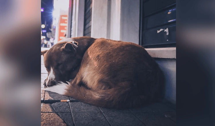 Dräktig hund blir dumpad på gatan, går omkring och gråter och tigger om mat