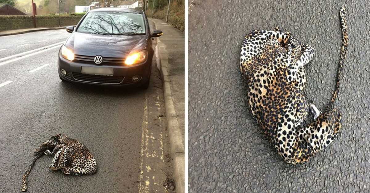 Man stoppar sin bil i rädsla för att hjälpa skadad leopard som ligger på vägen