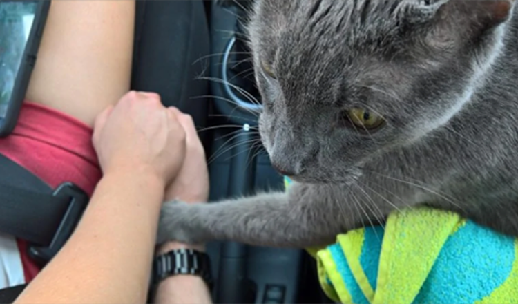 Rörande ögonblick Döende katt “håller ägarens hand” på sista resan till veterinären