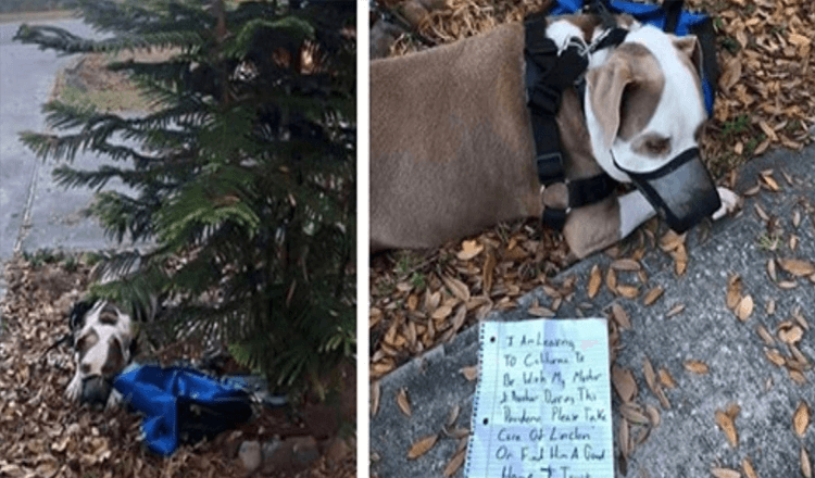 Man binder hund till grannes träd mitt i natten med anteckning och lämnar sedan staden