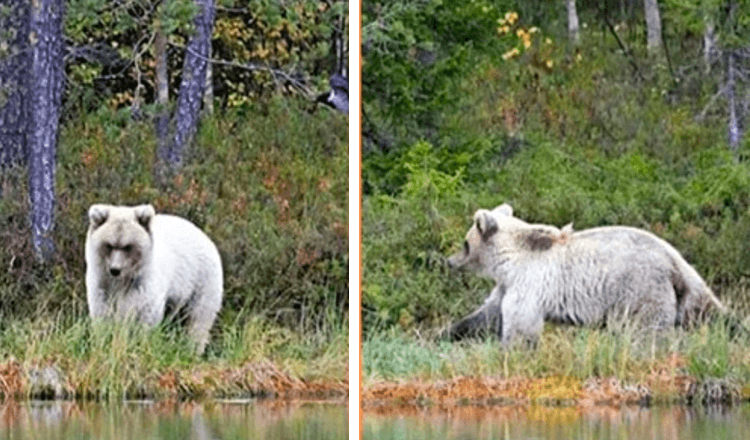 En mycket sällsynt vitbjörn fångad på kamera av naturresurscenterprofessor