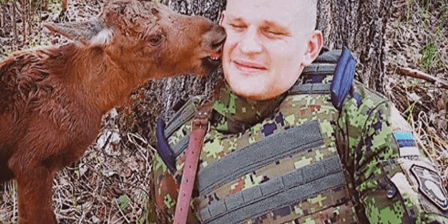 Förlorad älgbebis hittar soldat i skogen och ber honom om hjälp