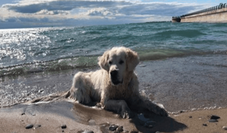 Hjärtkrossad hund pappa delar video av valpens sista promenad