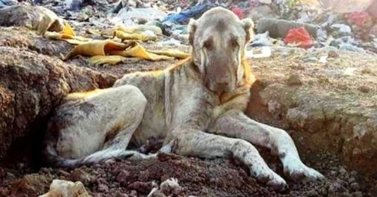 Sjuk hund slängd på soptipp för att vara “värdelös” begravd i papperskorgen och väntar på att dö