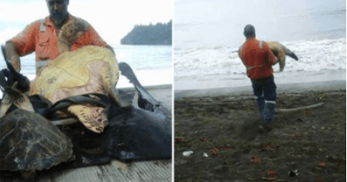 Den här mannen från Greymouth köper sköldpadda från den lokala matmarknaden och släpper tillbaka dem till havet