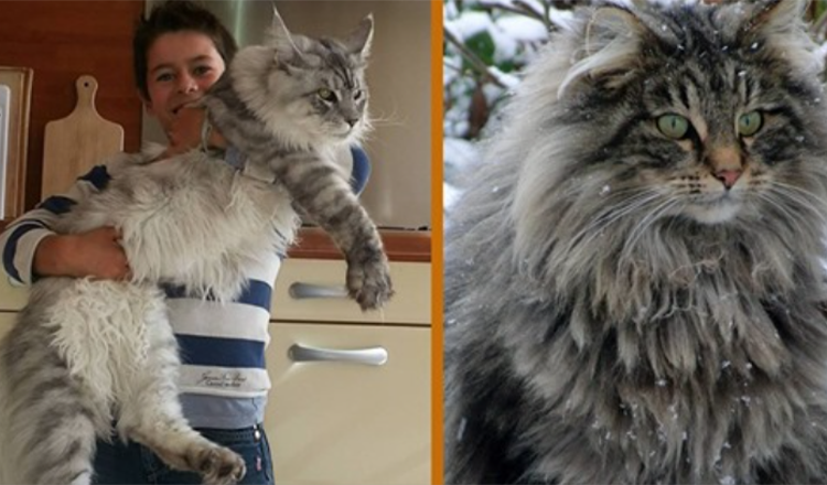 The Gentle Giant: Möt Maine Coon – The Dog Of The Cat World