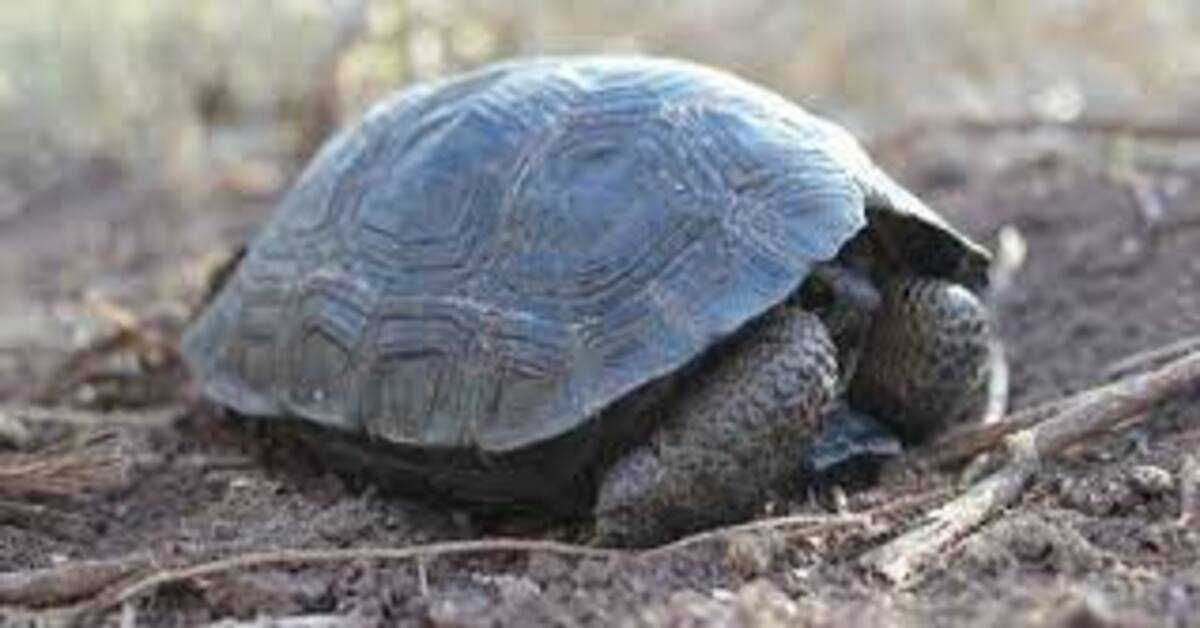 Sköldpaddor födda på Galapagosön för första gången på hundra år