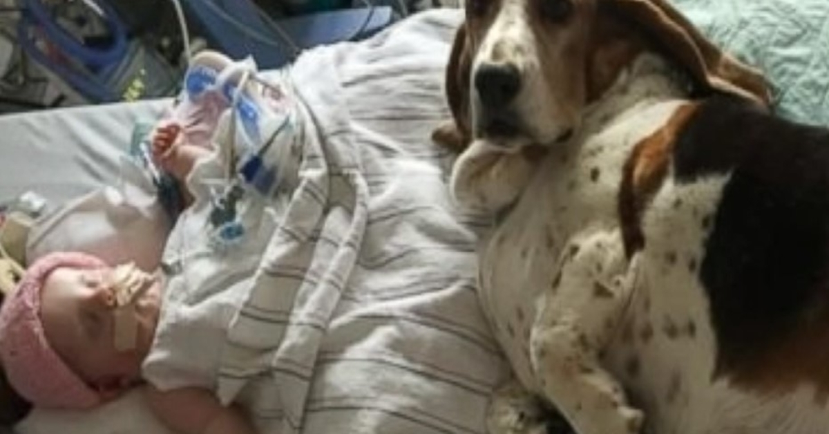 Basset Hounds stannar med döende baby tills hon tar sitt sista andetag