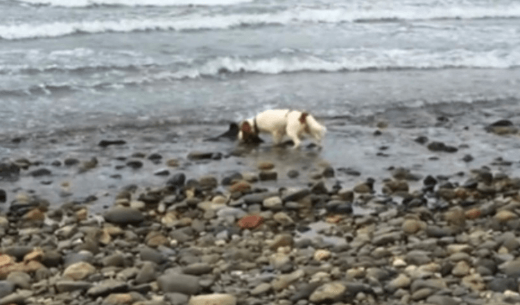 Hund gör upptäckt nära Ocean’s Edge, vägrar att vika tills ägaren hjälper