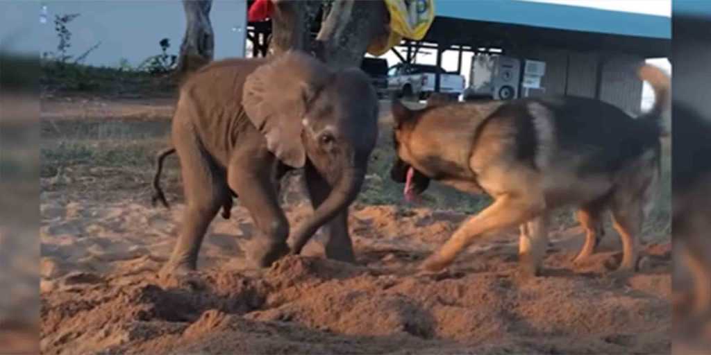 Forelorn Baby Elephant Cast från flock för sjukdom möter hund som förändrar allt