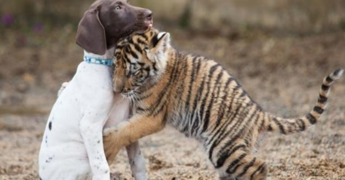 Baby tiger avvisad av sin mamma finner tröst i sin valp bästa vän