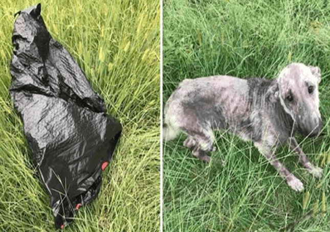 Kvinnans hund gråter i nöd efter att ha hittat en sjuk hund i papperskorgen