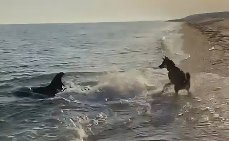 Otrolig video visar hund och delfin som leker tillsammans på stranden