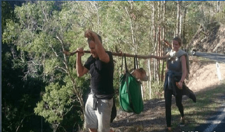 Vandrare hittar hund saknad i nästan en månad i Australian National Park