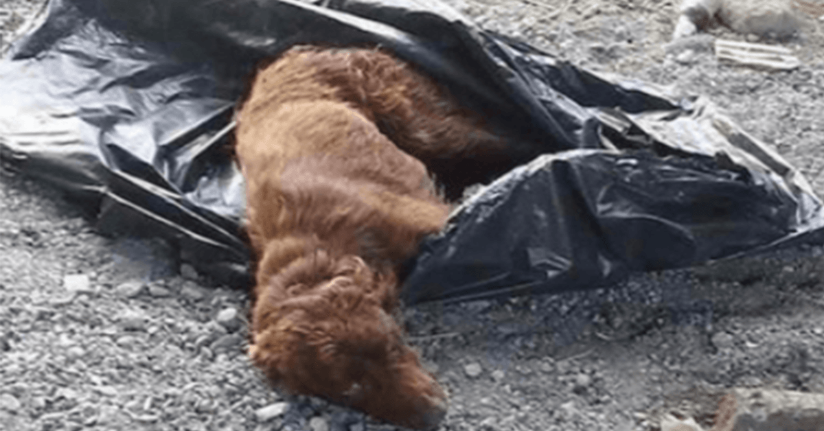 Hund bunden i soppåse och lämnad vid en flodbädd för att ruttna räddas precis i tid