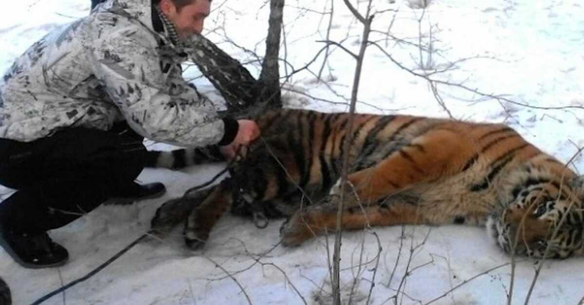 Wild Tiger kom för att be om hjälp att få bort snaran runt halsen