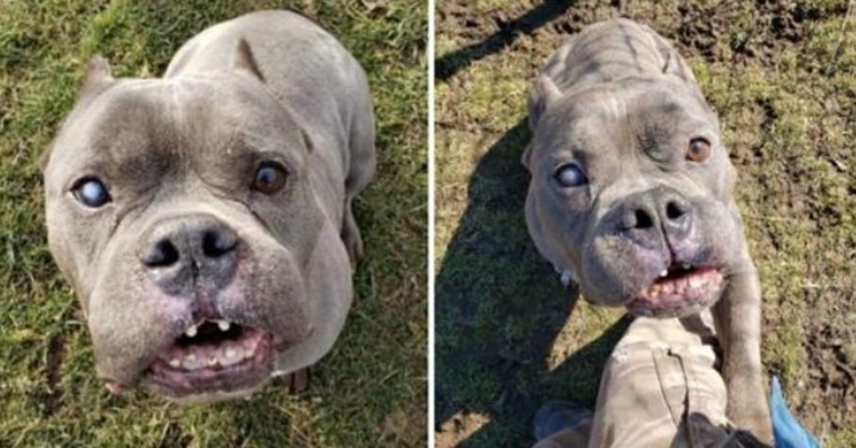 Efter en lång väntan hittar den “fula” Pit Bull som ingen ville ha ett hem