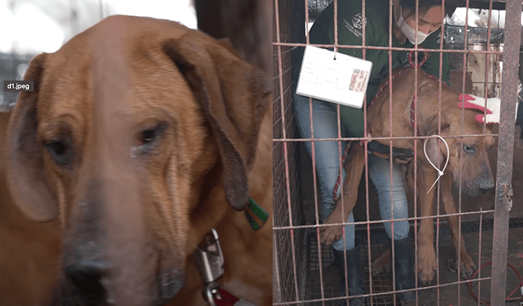 Den sista hunden att rädda från köttgården, Robin var rädd för att lämna sin kennel