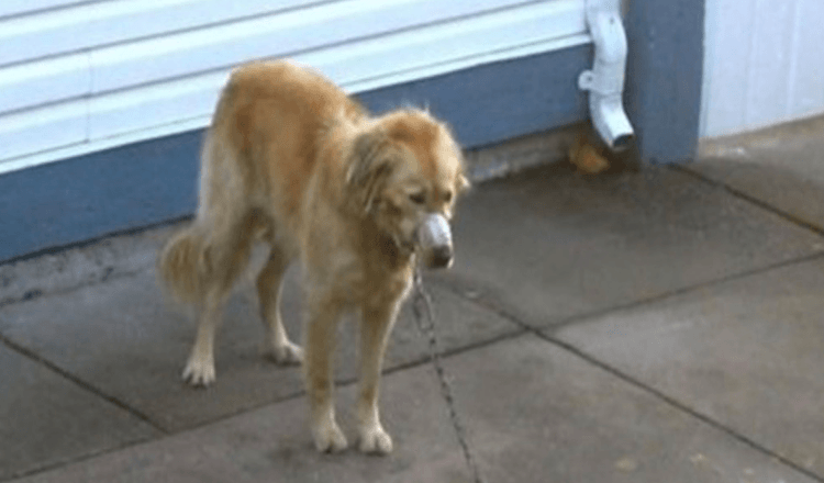 Par tittar på när grannens golden retriever försummas tills de inte kan se mer