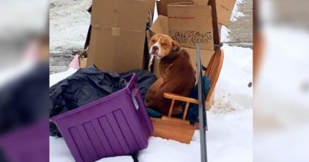 Fastkedjad hund som förringas av ägaren och inte kunde ligga ner, vill bara ha en sak