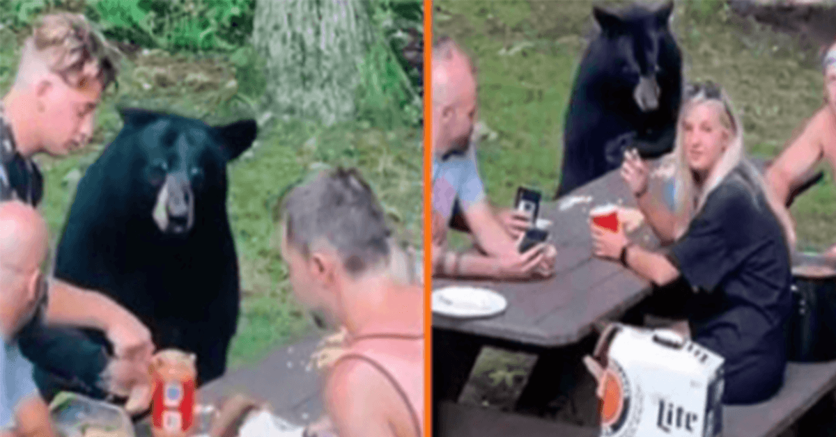 Wild Black Bear ansluter till familjepicknick och kräver PB&J-smörgåsar