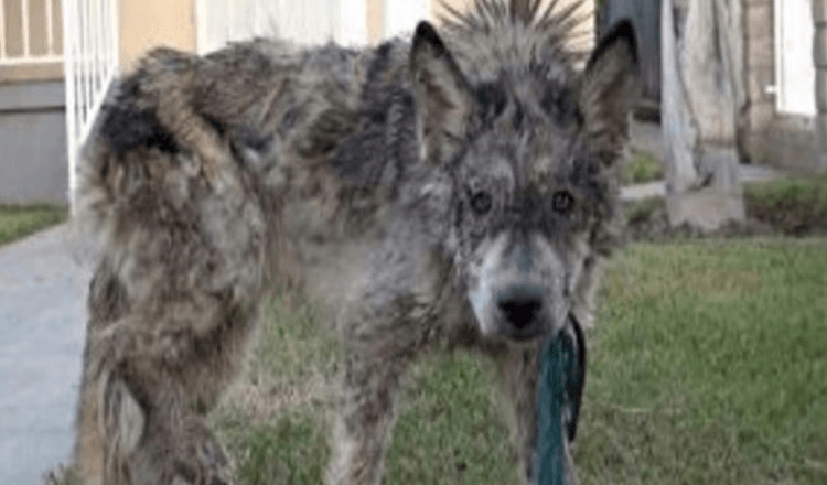 De räddade en försummad hund, men det var inte en hund