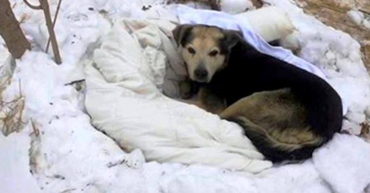 Hundar i Strays flock dör bort en efter en, den sista som är kvar blir helt ensam