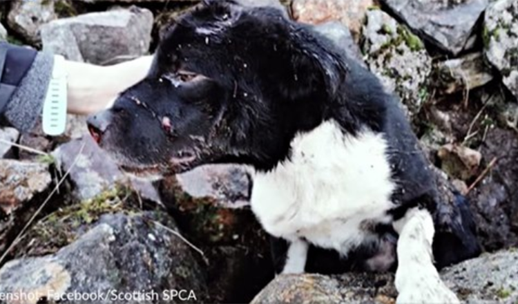 Border Collie hittades begravd levande under stenhög blir adopterad av räddare