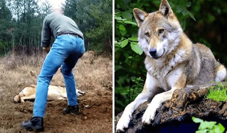 Man räddar en döende varg och hennes ungar, år senare ger vargen tillbaka tjänsten