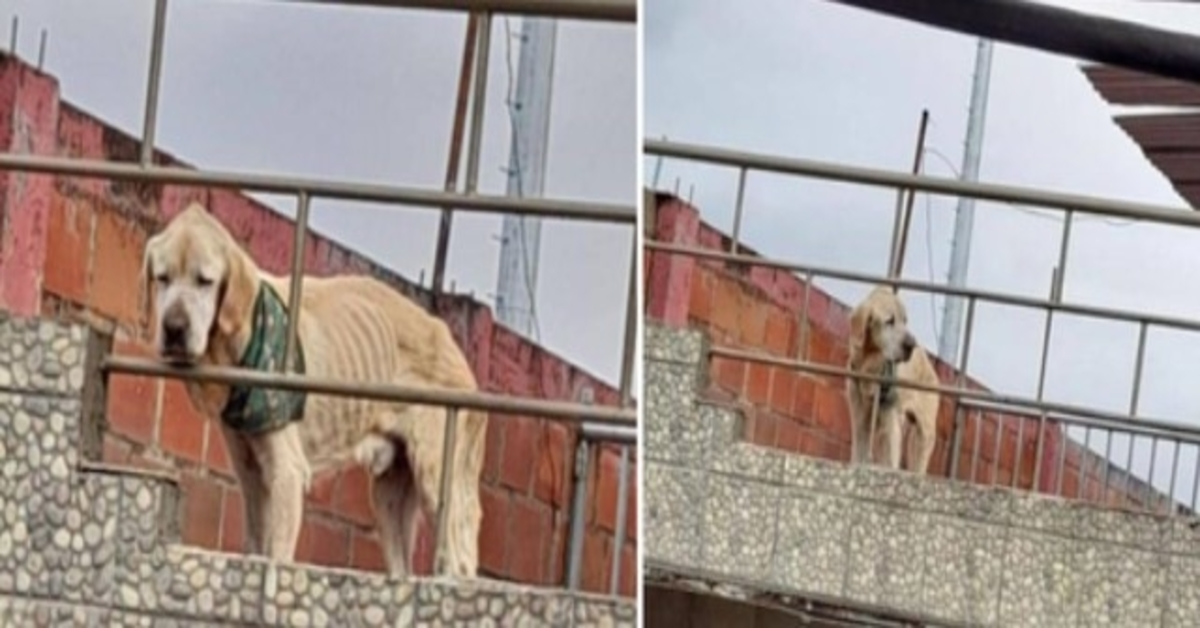 Med den sorgligaste blick och hans ben i sikte tillbringade hunden sina dagar fast på taket av ett hus