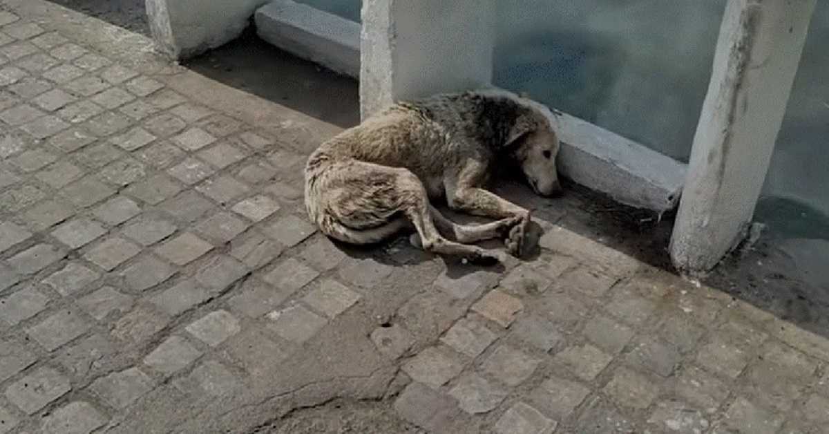 Hund med halssår lägger sig för att dö men hjälpen är på väg