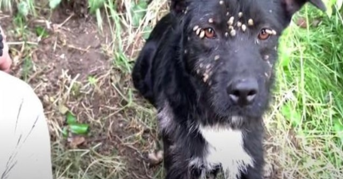 Övergiven ledsen hund täckt med fästingar och bunden till stolpen räddad