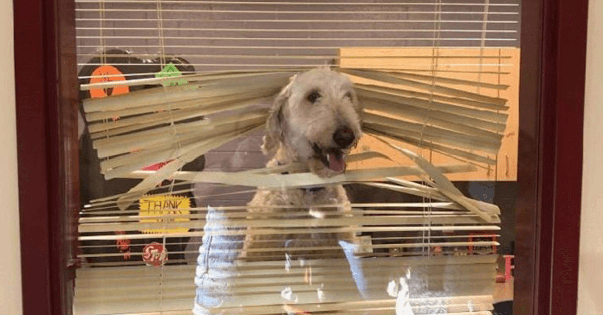 Labradoodle följer barnen till skolan, sedan får familjen hans foto på rektorns kontor