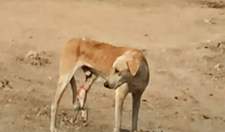 Hungriga gatuhund med fångade ben kan inte förstå sin smärta och de går förbi honom