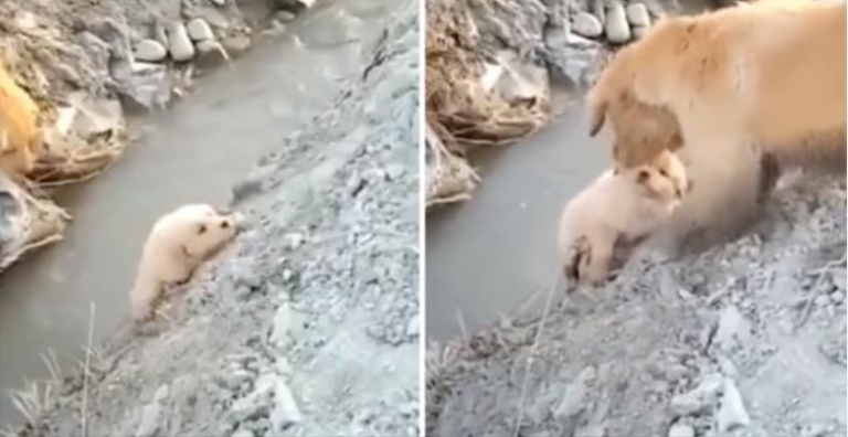 Mama Dog räddar sin valp från att falla i ett dike. Hon agerade orädd för att hjälpa honom