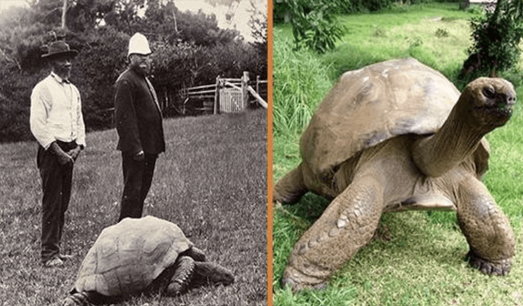 Jonathan, en 189-årig sköldpadda, fotograferades 1902 och lever fortfarande idag (+8 bilder)