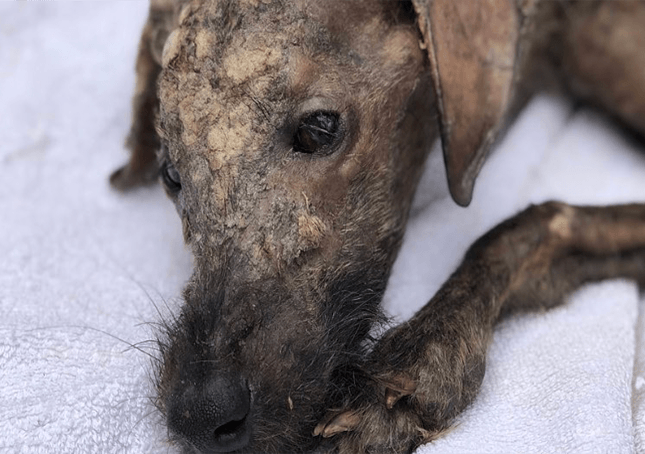 Räddare som ger döende gatuhund kärlek får hans ögon att lysa igen