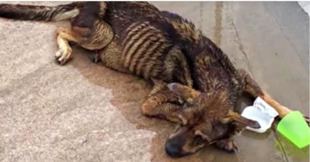 Oönskad blind hund som lämnades kvar i partiet under storm försökte höja sitt huvud när bilar passerade