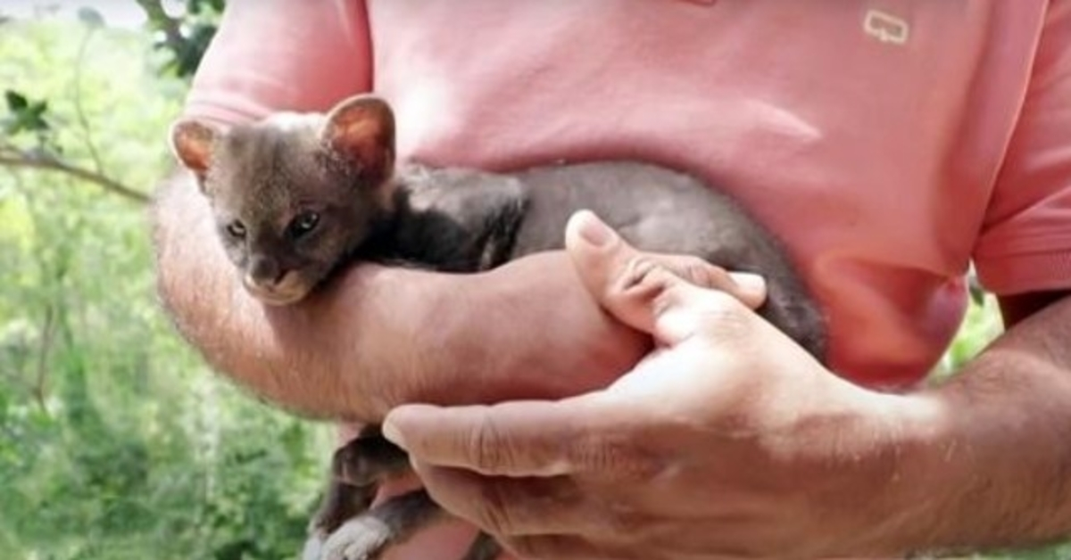 Bonde räddar herrelös “kattunge” från sidan av vägen, katten blir en puma