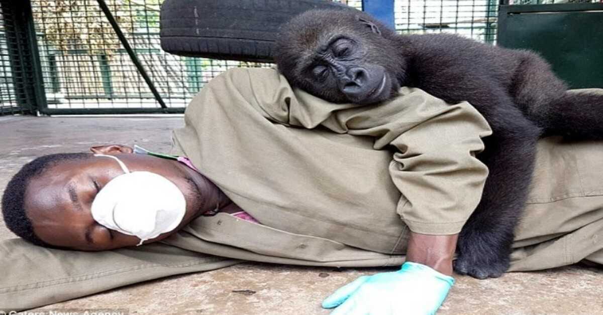 Föräldralös gorilla kräver att bli omfamnad av sin vårdare efter att ha blivit räddad