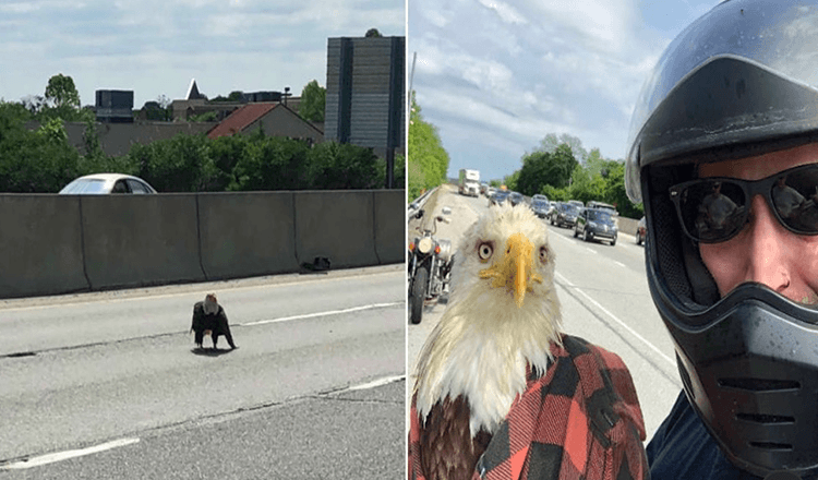 Kille ser en skallig örn fångad i trafik och räddar hennes liv