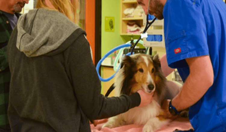 Förlamad hund var på väg att avlivas tills veterinären kände en fästing