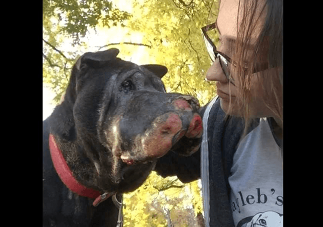 Tjej räddar döende hund och sedan låter han henne veta att det är dags att säga “hejdå”