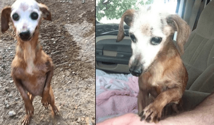 Man räddar gammal hund från motorvägen, men hans fru säger till honom att de inte kan behålla den